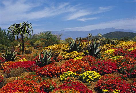 Die Cape Floral Region – Ein botanisches Paradies für Naturliebhaber!